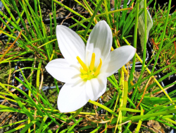 weiße Amaryllis - Zephyranthes candida
